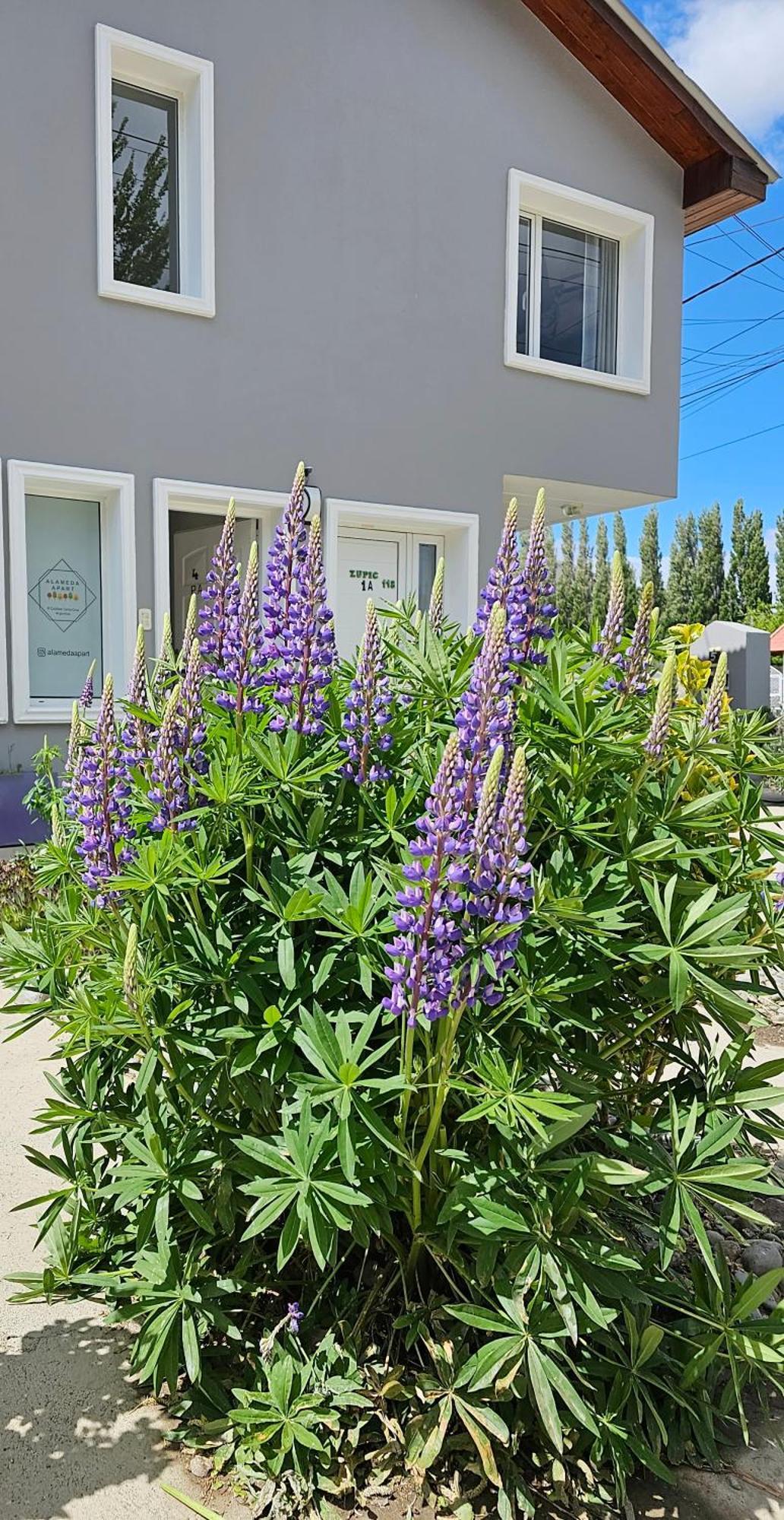 Alameda Apart El Calafate Kültér fotó